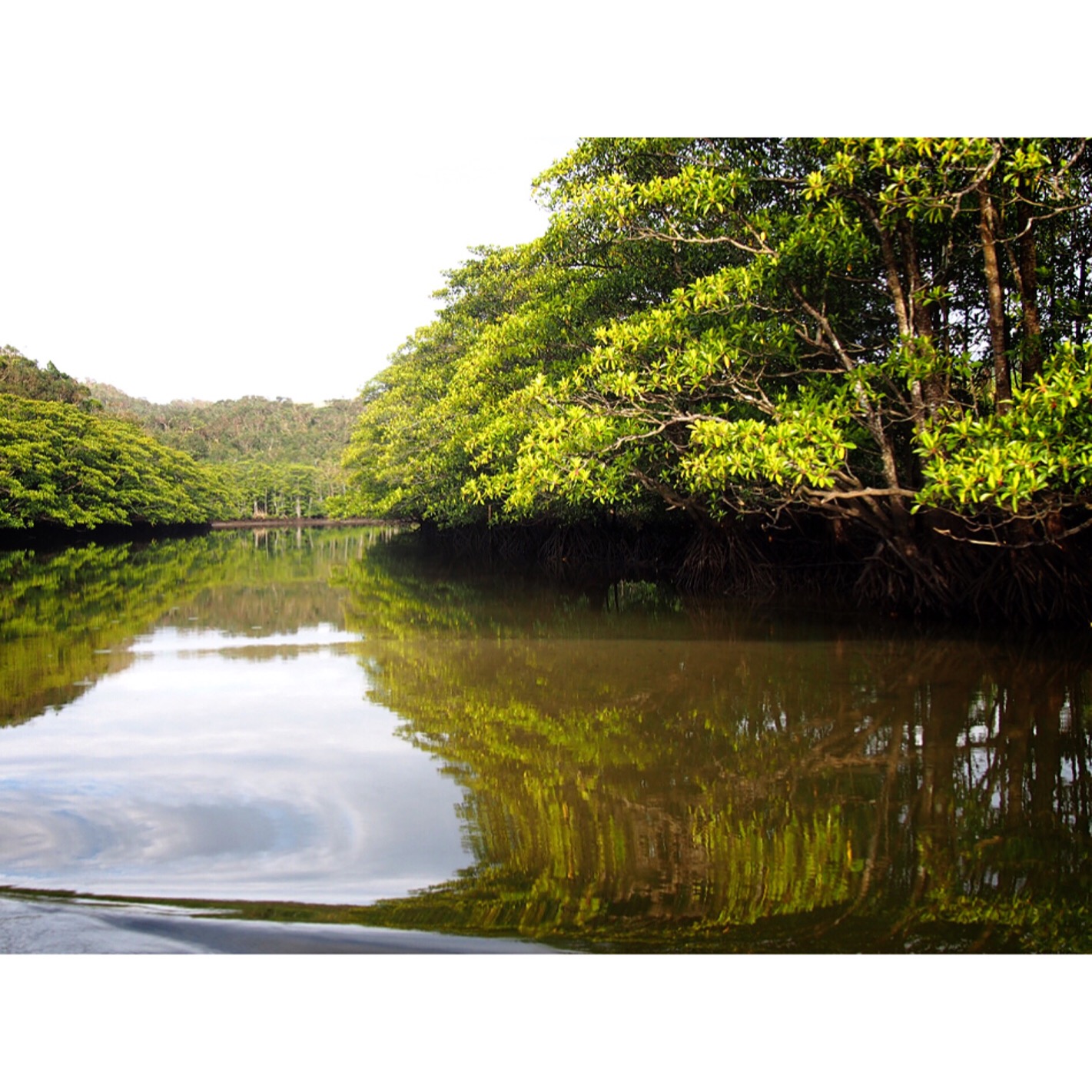 西表島 マングローブ