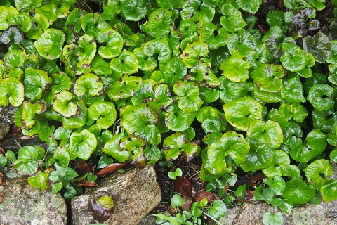 日吉大社 社紋 葵