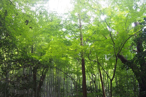 石清水八幡宮 京都