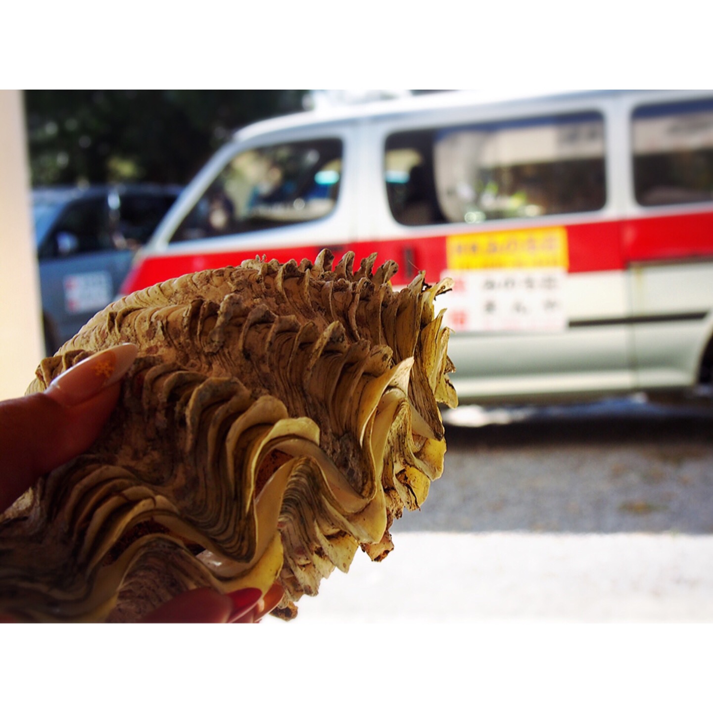 波照間島 貝拾い