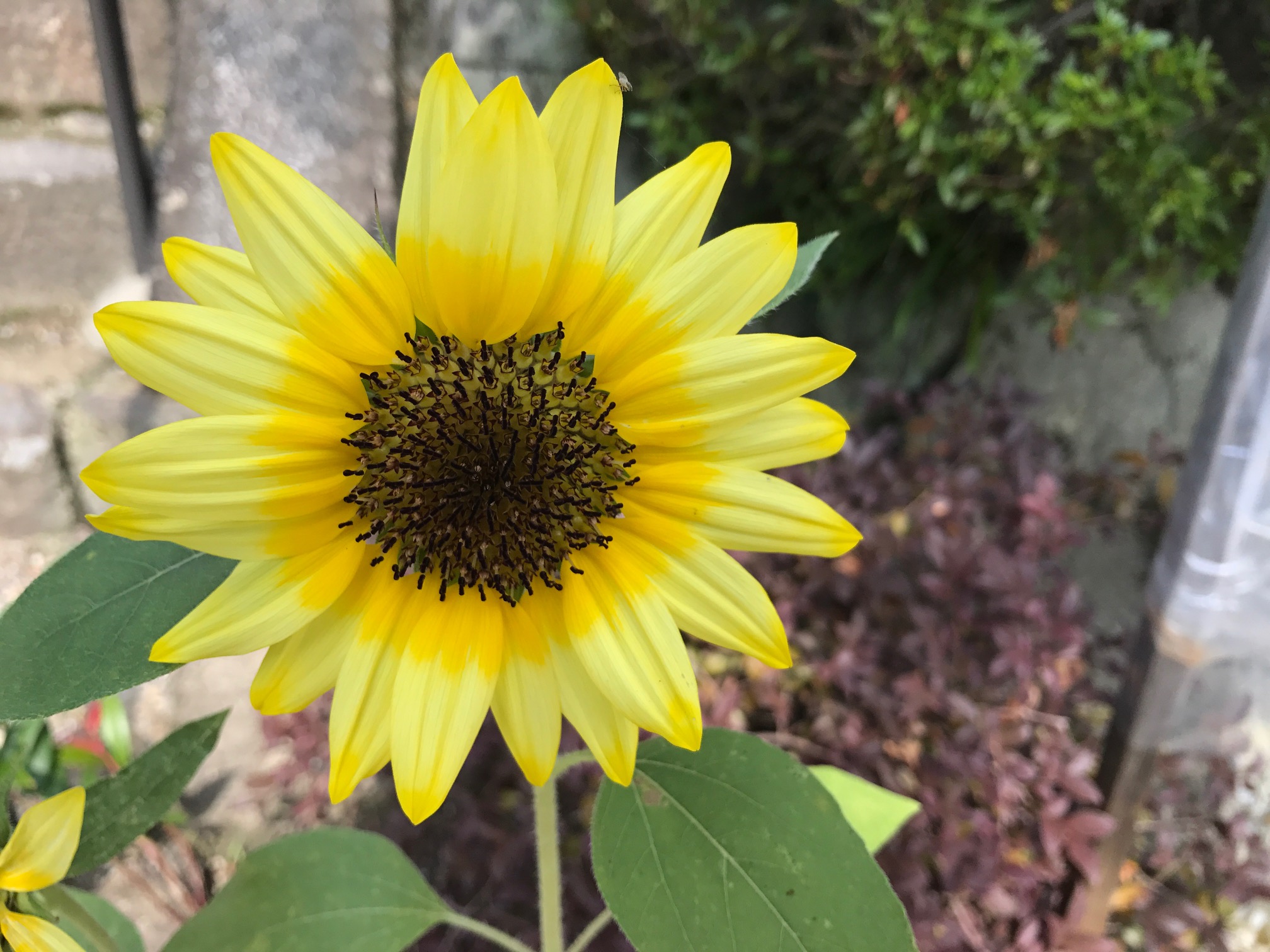 ひまわり　風鎮大祭　龍田大社