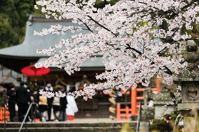 春の結婚式 桜 結婚式