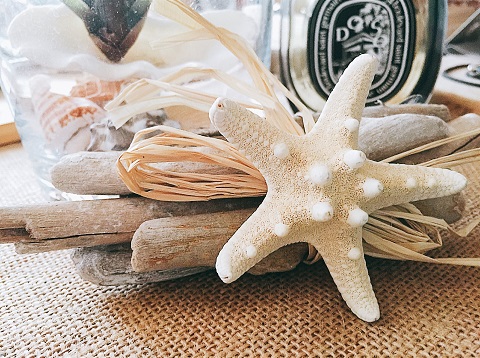 コブヒトデ　ウェディング