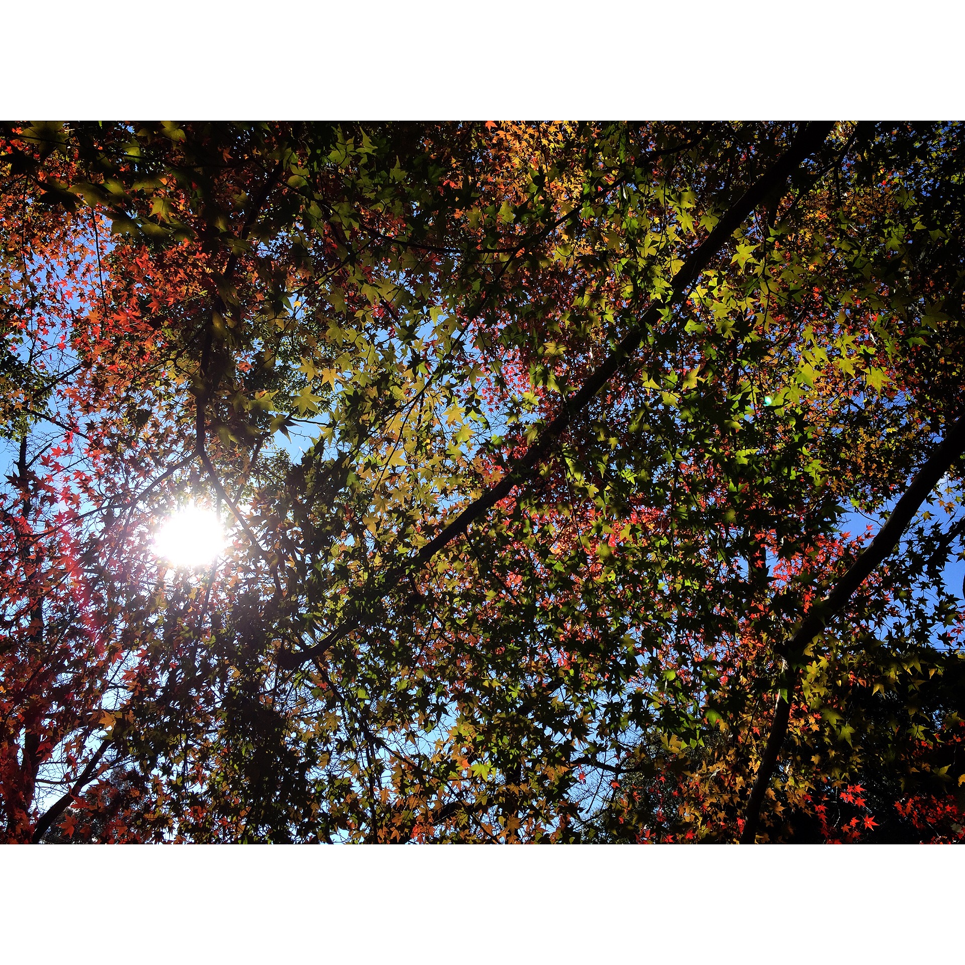 紅葉狩り　京都