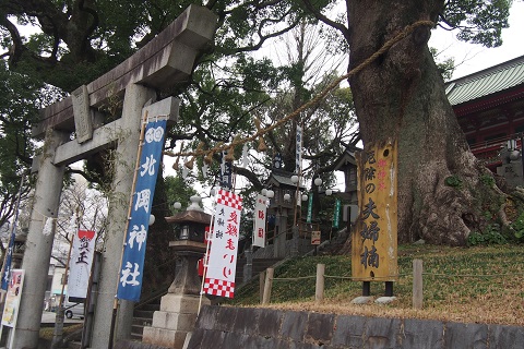 北岡神社　夫婦楠