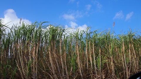 サトウキビ　石垣島