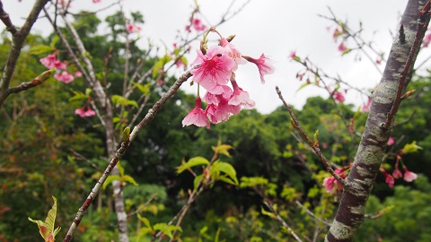 ヒカンサクラ　バラ科