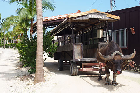 竹富観光　水牛