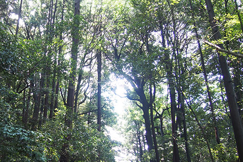 大神神社 結婚式