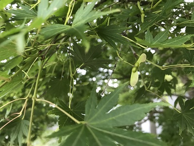 青紅葉 神社 境内