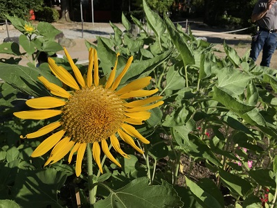 向日葵 龍田大社
