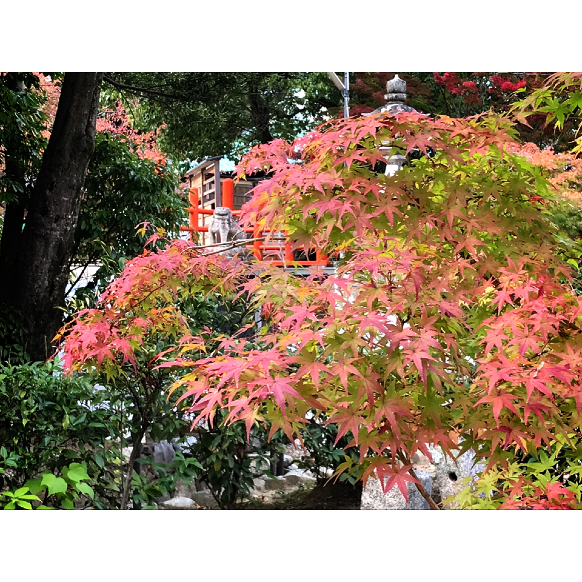 龍田大社　紅葉