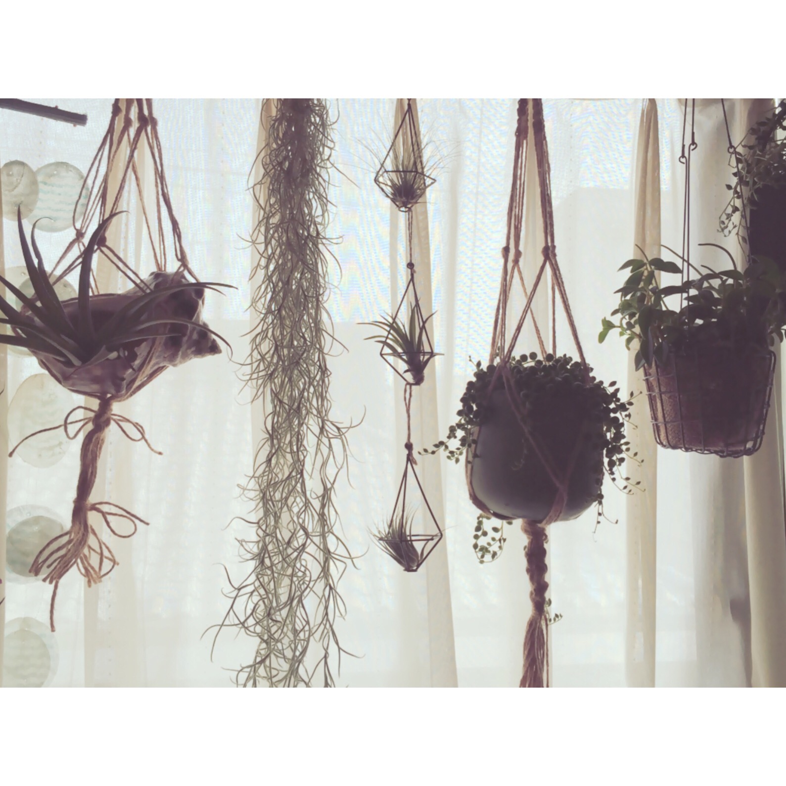 プラントハンギング