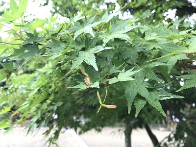 青紅葉　龍田大社　夏越