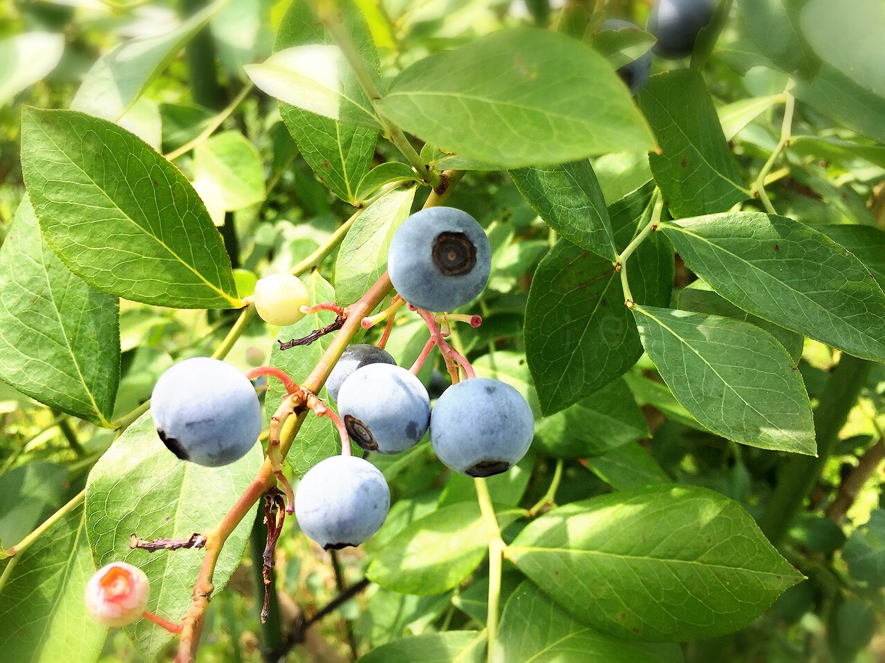 ブルーベリー 神戸