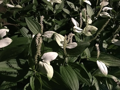 半夏生 風鎮大祭