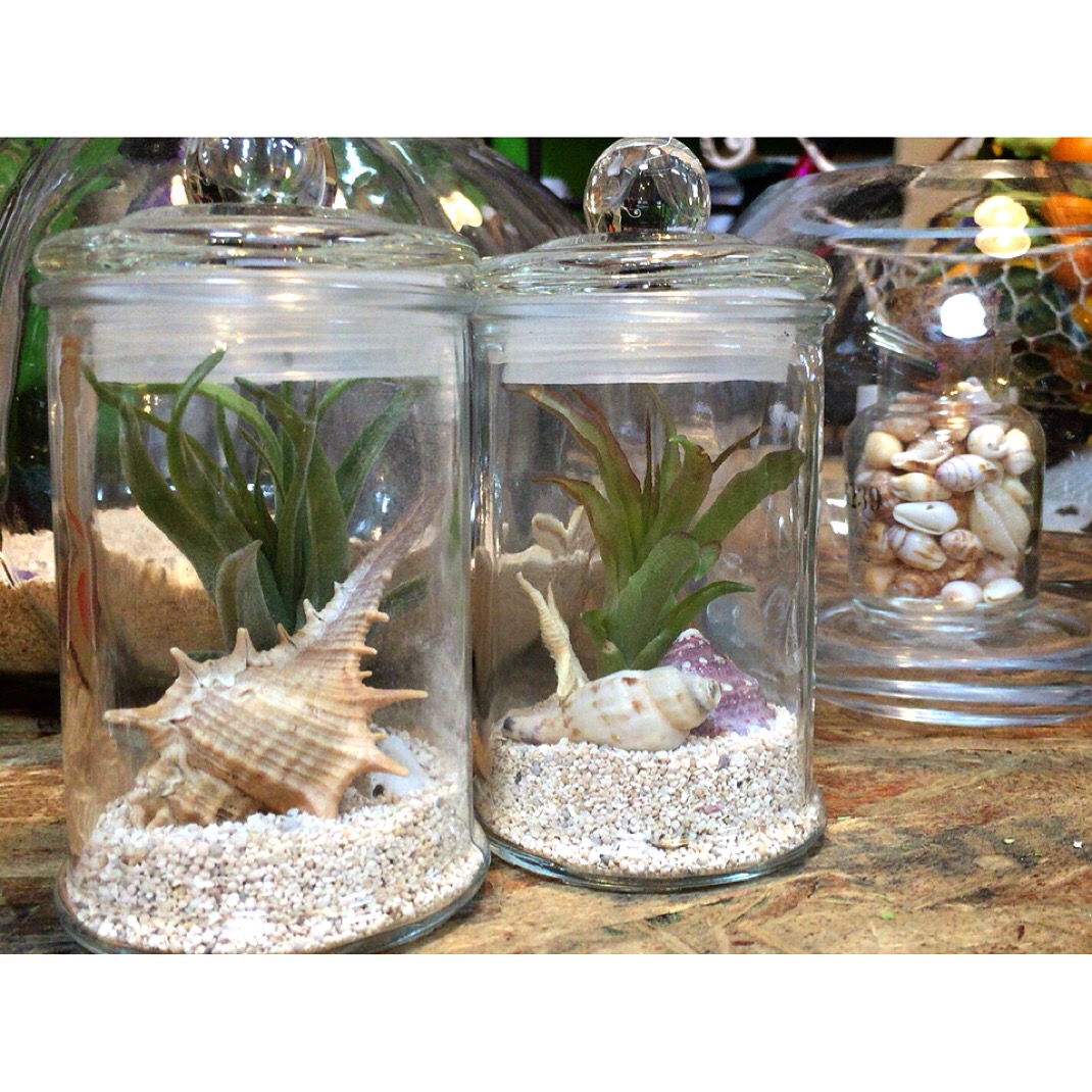 エアープランツと貝殻