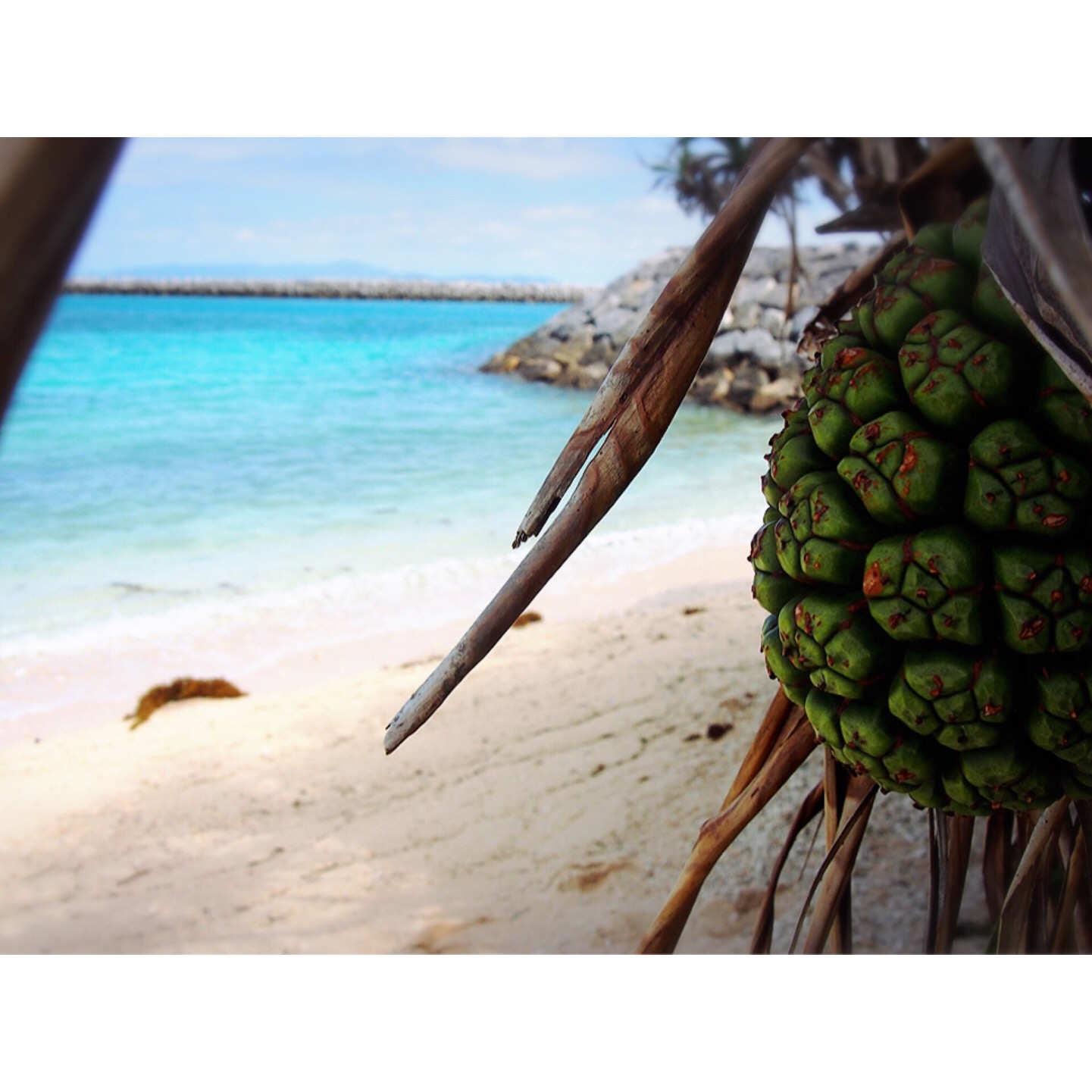 アダン　石垣島