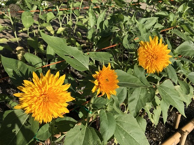 ひまわり 夏 龍田大社