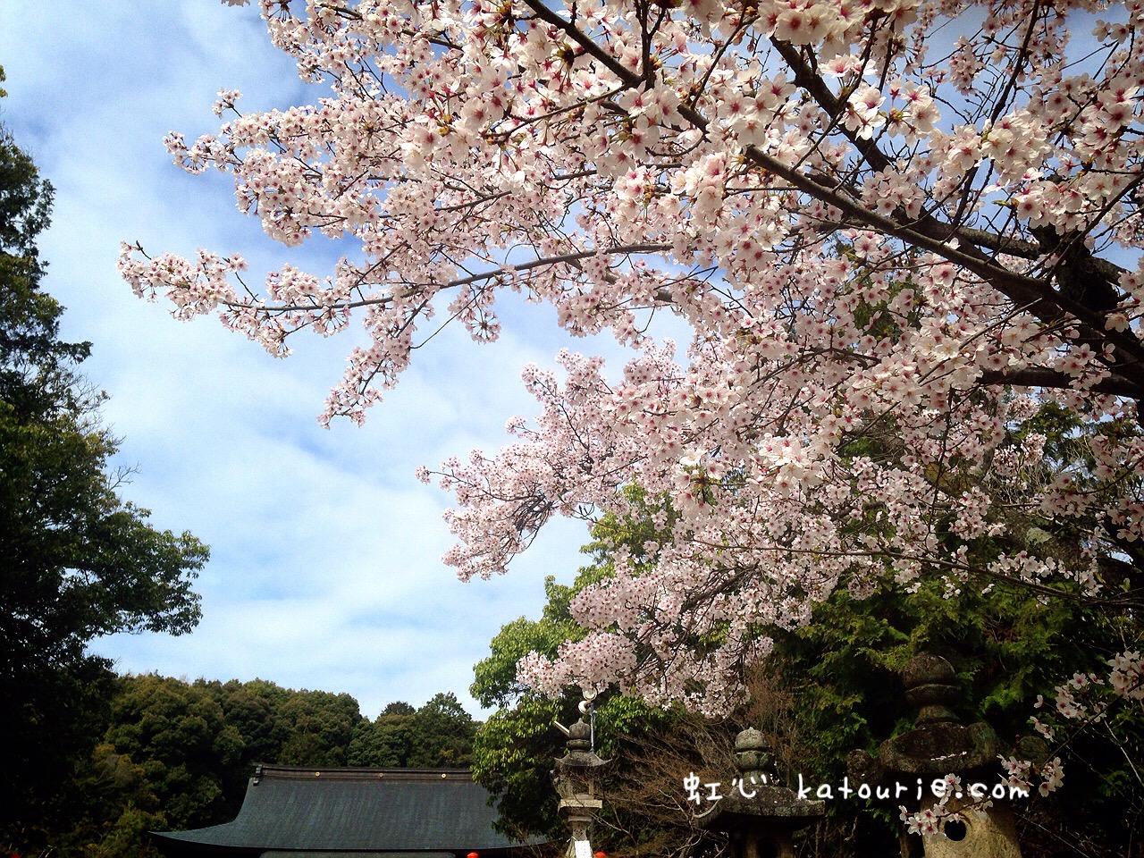 桜咲く風神龍田大社の例大祭