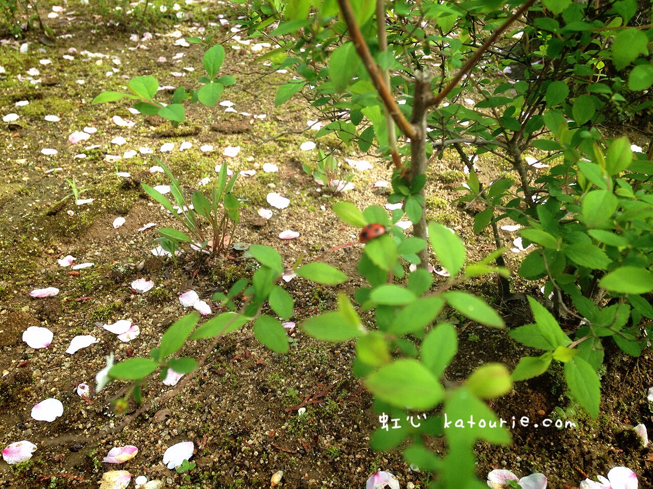 結婚式をあげられた神社で新郎新婦さまと再会